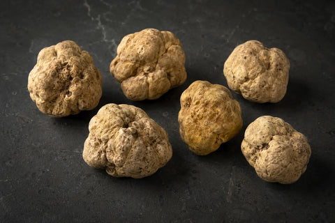 Fresh Tuber magnatum white truffles showing natural variation in size, shape and surface appearance