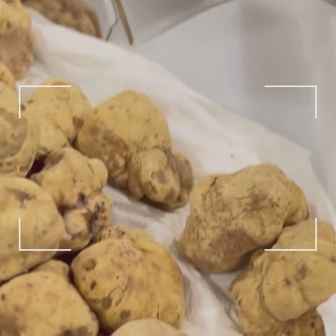 Huge fresh Tuber magnatum white truffles selected by Terra Ross