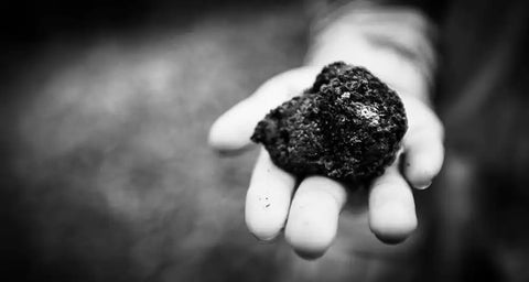 Rough, dark truffle.