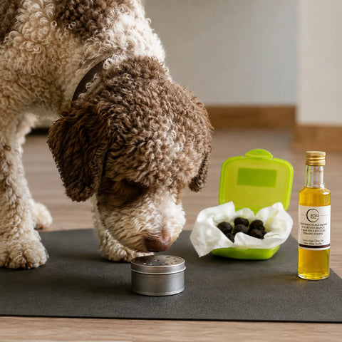 Truffle dog investigating a closed scent container beside fresh black truffle material and white truffle-flavoured olive oil
