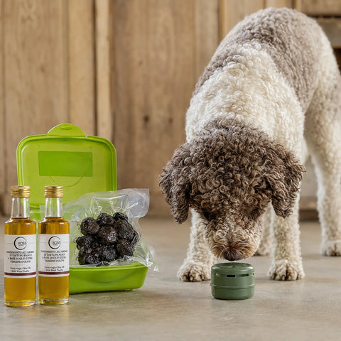 Truffle dog investigating a closed scent container beside fresh black truffle material and two truffle-flavoured olive oils