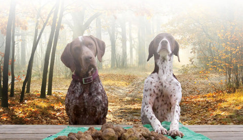 Two German Shorthaired Pointers with truffles.